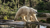 Zoo_de_la_fl&egrave;che3.png