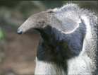 Zoo_de_la_fl&egrave;che7.png