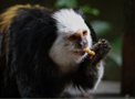Zoo_de_la_fl&egrave;che1.png