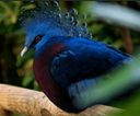 Zoo_de_la_fl&egrave;che8.png