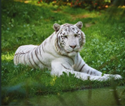 Zoo_de_la_fl&egrave;che5.png